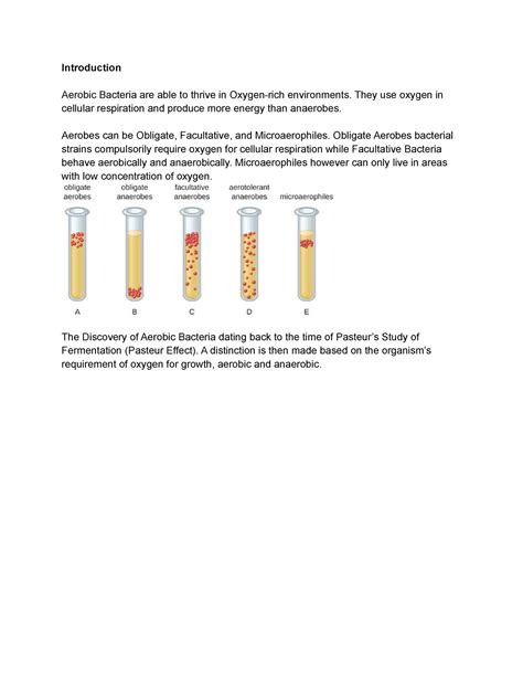 Aerobic Bacteria-1 - important - Introduction Aerobic Bacteria are able ...