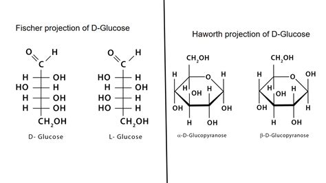 [Solved] Draw D-glucose: (a) Fischer projection (b) Haworth projection (c)... | Course Hero