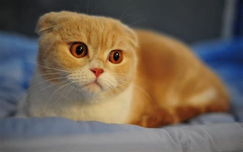 Scottish Fold Cat Wallpaper,HD Animals Wallpapers,4k Wallpapers,Images,Backgrounds,Photos and ...