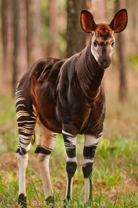 Okapi, Okapia Johnstoni, White Oak Conservation Center, Florida: in 2024 | Africa animals, Rare ...