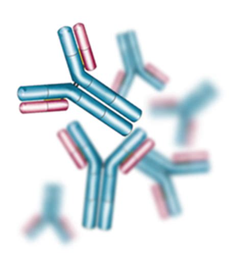 Memorizing Immunoglobulins " Types of antibodies " - Phartoonz