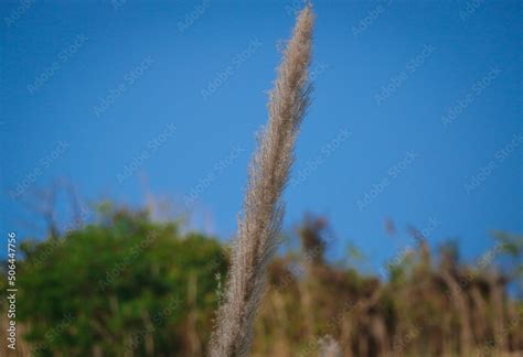 Closeup of Pampas-grass Originated from South America Stock Photo | Adobe Stock