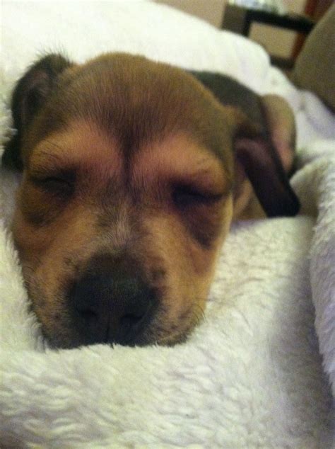 Cute Sleeping Puppy on White Blanket