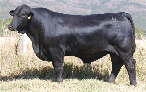 Brangus Cattle Breed: Facts, Uses, Pictures, Origins & Characteristics ...