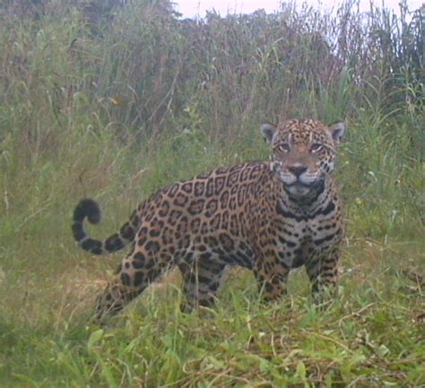 JAGUAR CONSERVATION SPONSORSHIP – Tours in Bolivia