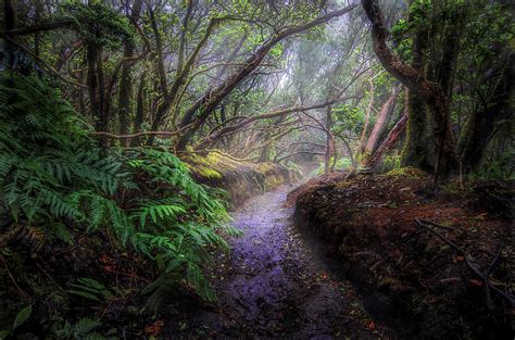 Misty Forest Path Wallpapers - Wallpaper Cave