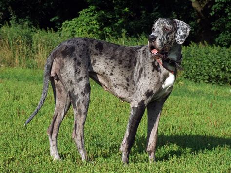 Are Great Danes Good Guard Dogs? Protective Behavior Explained | Hepper