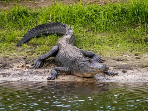 Why Lake Jesup Is One of Florida's Most Alligator Infested Lakes - A-Z Animals