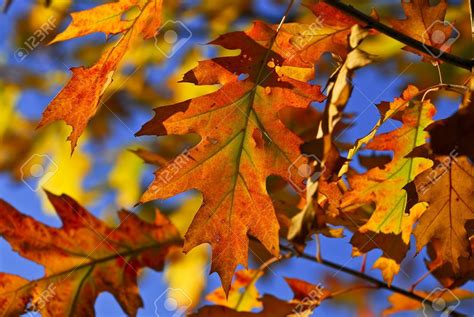 Autumn oak leaves of bright fall colors close up | Oak leaves, Fall colors, Autumn leaves