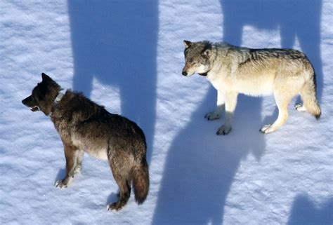 Research Report: Using Radio Collars to Study Yellowstone Wolves (U.S. National Park Service)