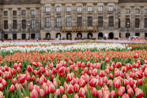 National Tulip Day in Amsterdam: it's time for tulips! - Holland Explorer