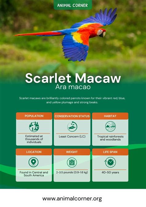 Scarlet Macaw Parrot - Facts, Information & Habitat