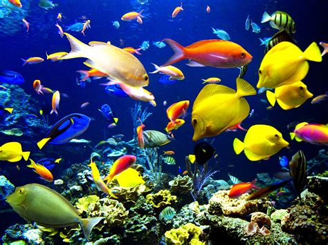 Sea Creatures Wallpaper - WallpaperSafari