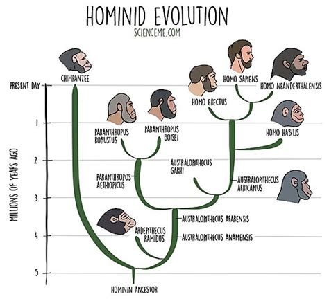 Hominid Evolution timeline | Timetoast timelines