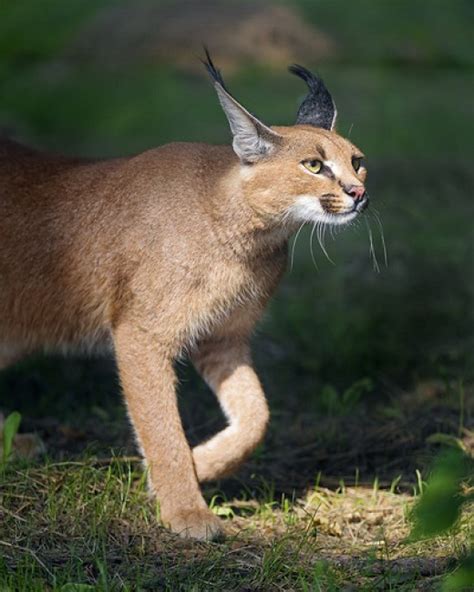 Get to Know the Serval Cat: The Most Popular Exotic Pet Cat and 10 Other Small Wild Cats in the ...