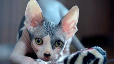 What You Need to Know Before Bringing Home a Sphynx Cat | PetMD