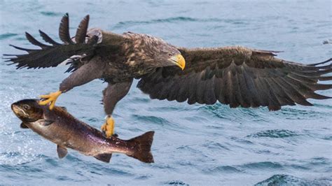 Golden Eagle Hunting Fish