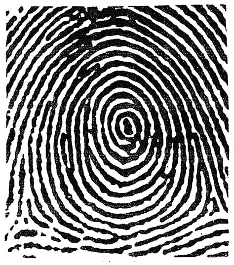 Fingerprint Analysis: Principles