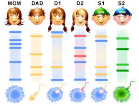 DNA Fingerprinting: Definition, Steps involved and Applications | hubpages