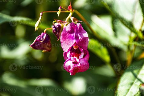 Pink wild orchids 2578150 Stock Photo at Vecteezy