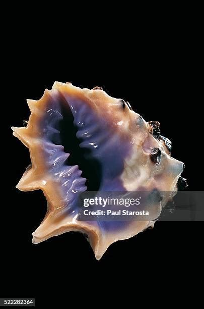 145 Murex Snail Stock Photos, High-Res Pictures, and Images - Getty Images