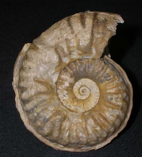 UK fossils including British ammonites - Fossils Direct