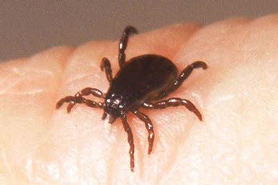 Brown Dog Tick :: Museum of Southwestern Biology | The University of New Mexico