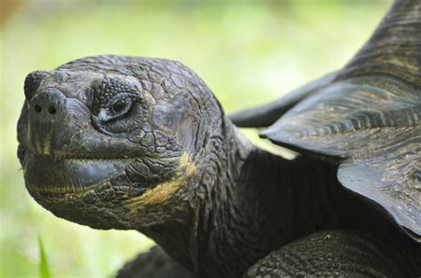 Galapagos giant tortoise - Galapagos Conservation Trust