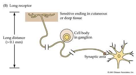 Sensory receptors