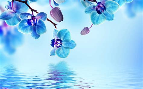 Blue Wallpaper With White Flowers (45+ images)