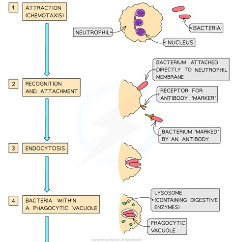 Phagocyte Diagram