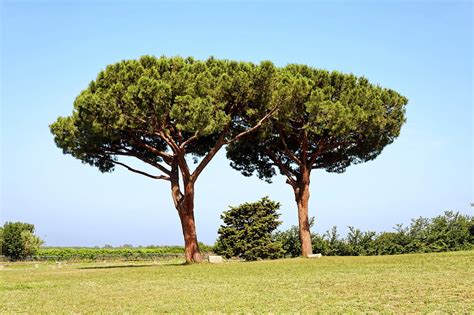 Umbrella Pine Treees Photograph by Sally Weigand - Pixels