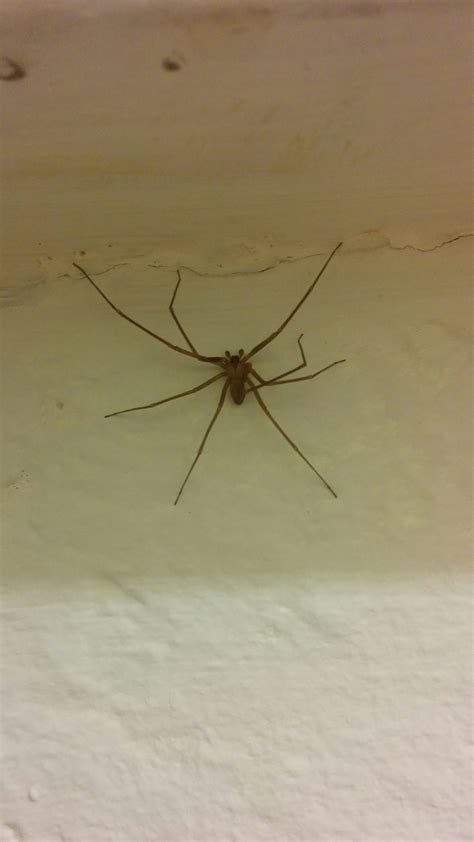 Baby Huntsman spider, Australia. : spiders