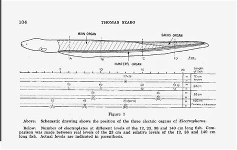 ErikBarnableBiol3500 electric organ: Electric eel organ description, structure, function and ...