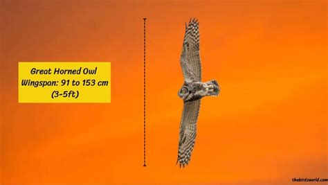 Great Horned Owl Wingspan: How Big Are They Comparison?