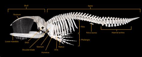 Blue Whale Skull Diagram