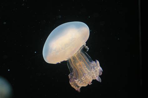 Blubber jellyfish at the Monterey Bay Aquarium • El Octopus Grande