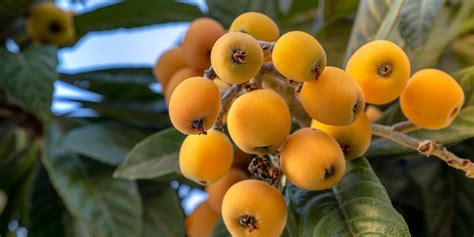 Loquat - Real Food Encyclopedia - FoodPrint