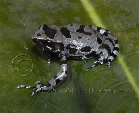 Frogs in the hobby from the Congo Rainforest? - Dendroboard