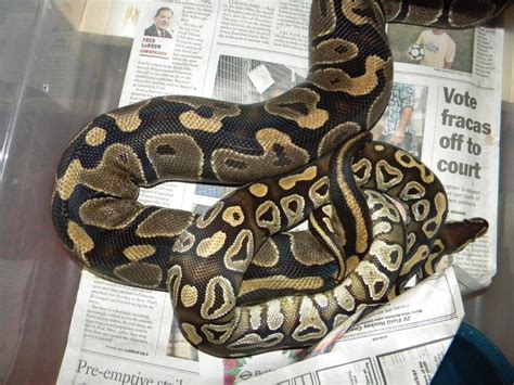 Ball Python Breeding 3 by ReptileMan27 on DeviantArt