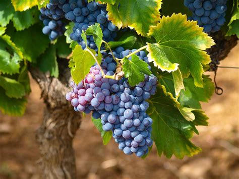 How to Harvest and Preserve Fresh Grape Leaves