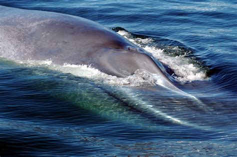 Blue Whales: The Giants of Marine Conservation, Chile | Whitley Award