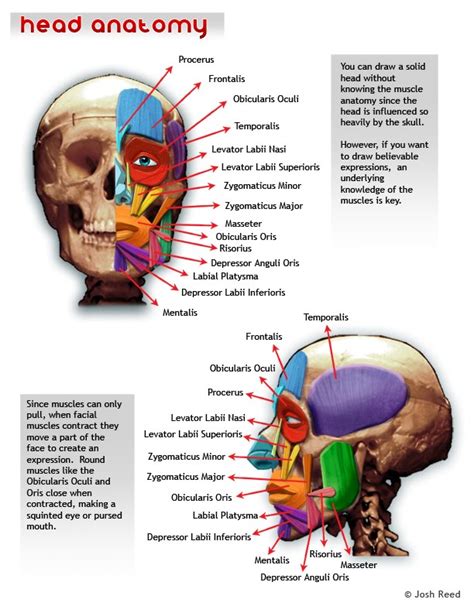 Drawsh: Head Anatomy