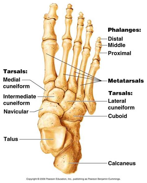 Anatomy Of Appendicular Skeleton Bones | MedicineBTG.com