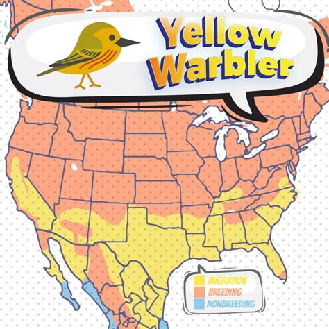 Yellow Warbler - Bird Watching Academy