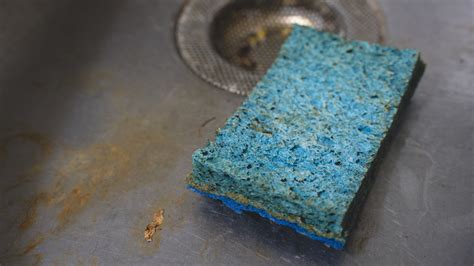 The Surprising Structural Reason Your Kitchen Sponge is Disgusting | Duke Pratt School of ...