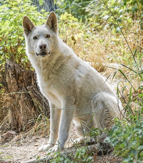 Get facts about wolf-dog hybrids – KeepingDog