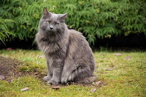 Nebelung Cat Breed Information & Characteristics