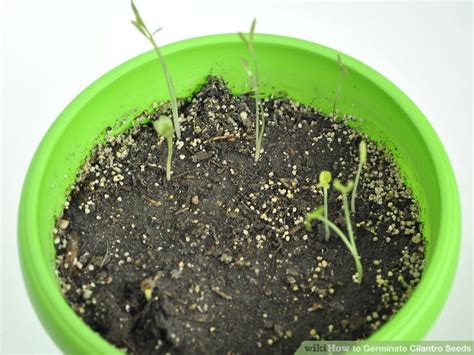 How to Germinate Cilantro Seeds: 10 Steps (with Pictures)