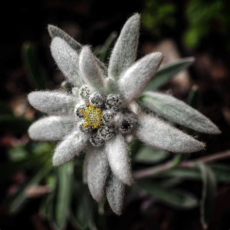 Edelweiss meaning - what is the history behind the flower of Alps?